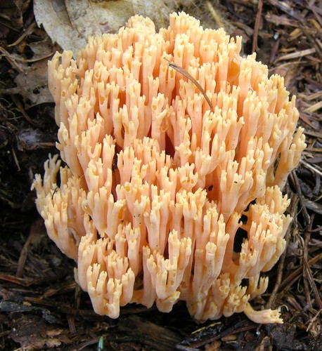 Yellow-tipped Coral