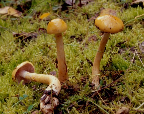 Yellow Webcap
