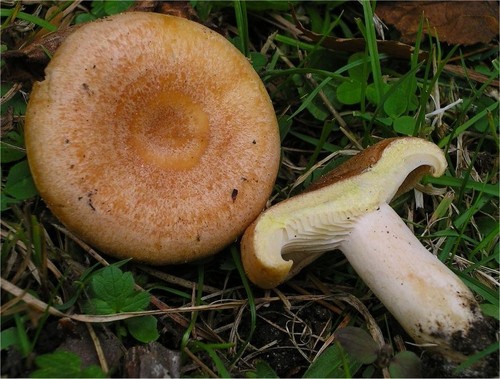 Yellowdrop Milkcap