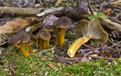 Yellowfoot Chanterelle