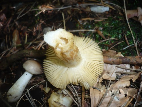 Yellowing Brittlegill