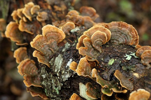 Yellowing Curtain Crust