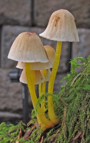 Yellowleg Bonnet