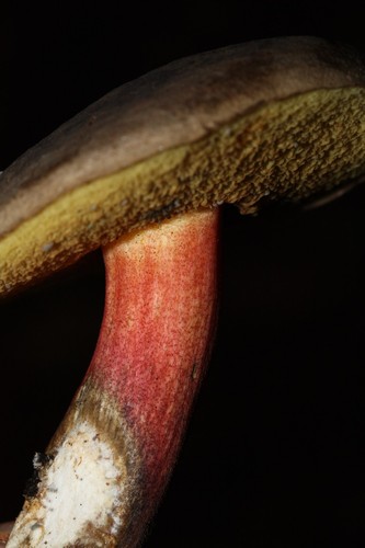 Zeller's Bolete