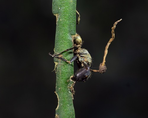 Zombie-Ant Fungus