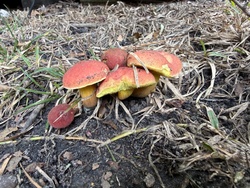 Bicolor Bolete
