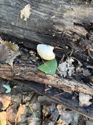 Photo submitted for the Birch Polypore identification