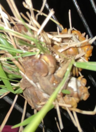 Not a mushroom/fungus