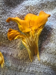 Golden Chanterelle