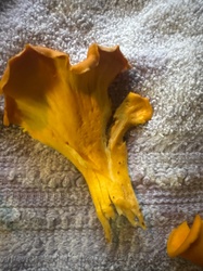 Golden Chanterelle