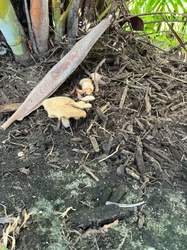 Photo submitted for the Mulch Fieldcap identification