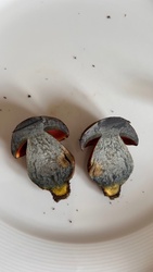 Scarletina bolete
